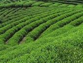 绿茶减肥的误区