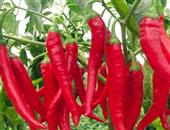 辣椒能增强人体抗衰老能力
