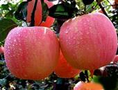 9款苹果减肥食谱夏季好享受