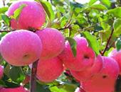 橙子安神苹果减肥如何利用香味改善健康状况