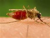 蚊虫致传染性脓疱疮