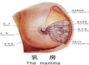 乳房纤维腺瘤