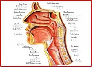 粒性白细胞缺乏性咽峡炎