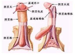 尿道与阴茎结核