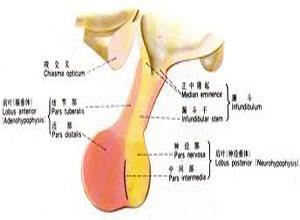 神经肽性肢端感觉异常
