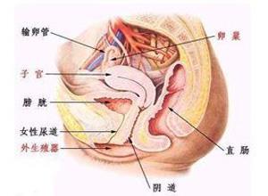 阴道美丽筒线虫病