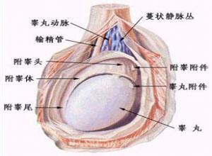 急性腮腺炎性睾丸炎