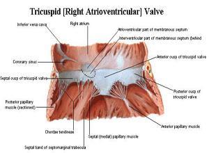 长Q-T间期综合征