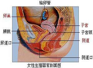 原发性阴道恶性淋巴瘤