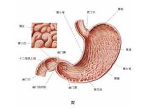 胃内隔膜