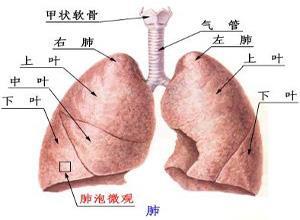 肺炎衣原体肺炎