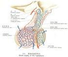 伴纤维囊性骨炎的假性甲状旁腺功能低下症