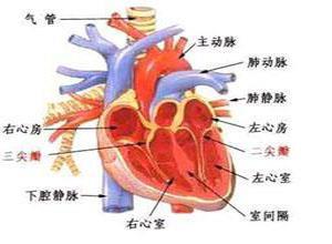 老年人心脑综合征