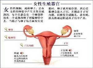 卵巢功能缺如综合征
