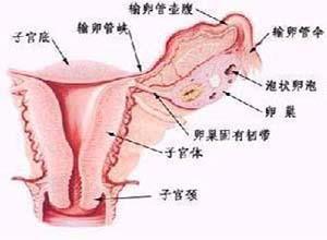 卵巢卵黄囊瘤