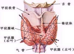 慢性自身免疫性甲状腺炎