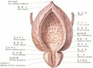 膀胱结核