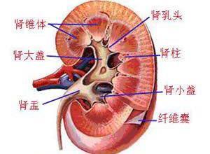 肾动脉血栓形成和栓塞