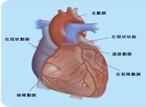 束支折返性室性心动过速