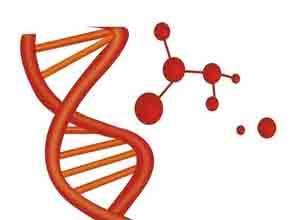 小儿脆性X染色体