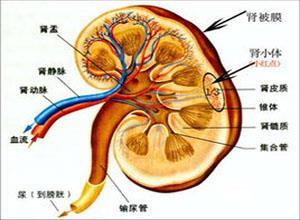 小儿遗传性慢性进行性肾炎