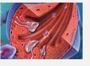 小儿周期性低血钾性麻痹