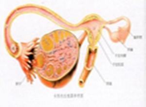 黄体功能不全性不孕