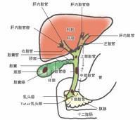 胆道肿瘤