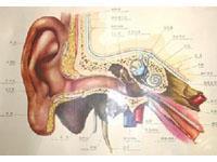 外耳道肿瘤