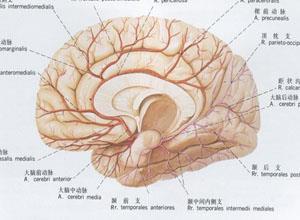 Asperger综合征