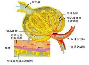 氨基酸尿症