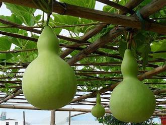 葫芦瓜能和芦笋一起吃吗/同吃_葫芦瓜和芦笋相克吗