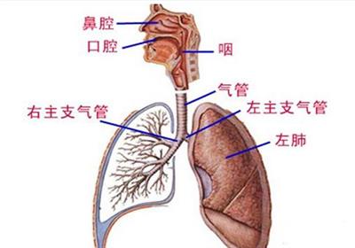 春季 预防呼吸系统疾病