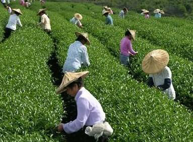 绿茶冰冻储存可防营养流失