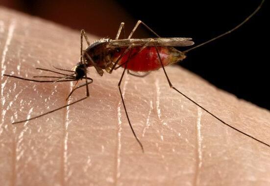 提醒秋天疟疾的防治