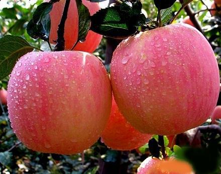 苹果皮有助于预防高血压