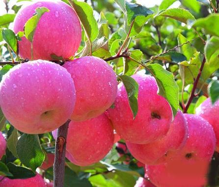 慢性前列腺炎多吃苹果可防治