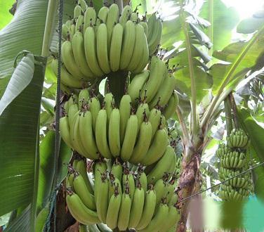 香蕉减肥引致贫血症