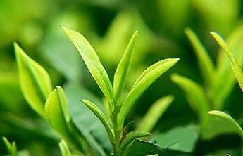 绿茶搭配什么喝 养生保健效果翻倍