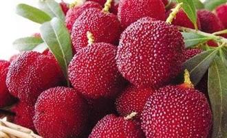 晚稻杨梅能和牛奶一起吃吗/同吃_晚稻杨梅和牛奶相克吗