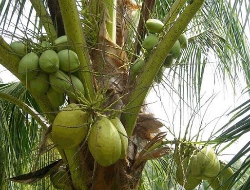 椰子油减肥法 三周瘦10斤
