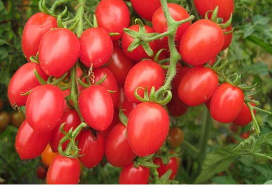 教你番茄的最营养吃法