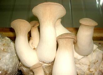 入秋菌类美食最养生