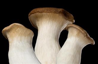 入秋菌类美食最养生