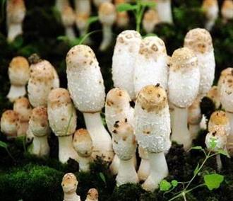 阳春三月素食为先