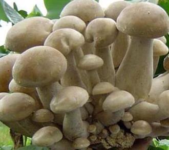 打酱油是技术活 选购合适酱油有门道