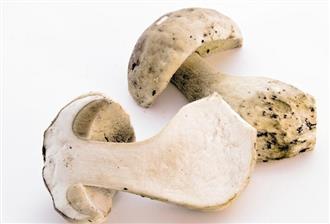 蘑菇能和葱一起吃吗_蘑菇和葱可以一起吃吗/同吃