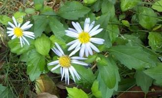 小儿患水痘要注意饮食调养