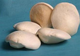 白灵菇能和鲑鱼一起吃吗_白灵菇和鲑鱼可以一起吃吗/同吃