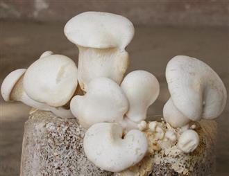 白灵菇能和青豆一起吃吗_白灵菇和青豆可以一起吃吗/同吃